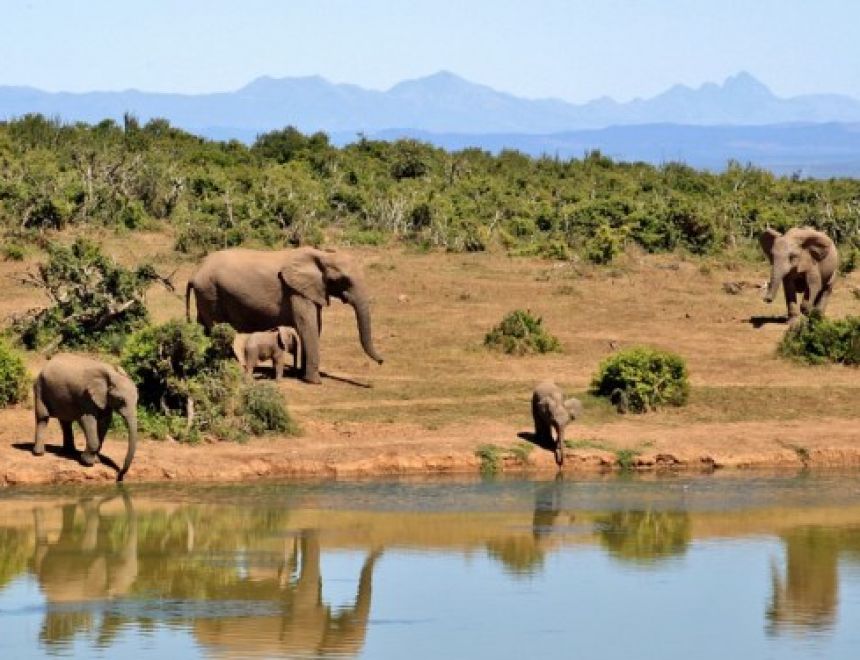 USAID Partners EA Bloc to Fight Poachers