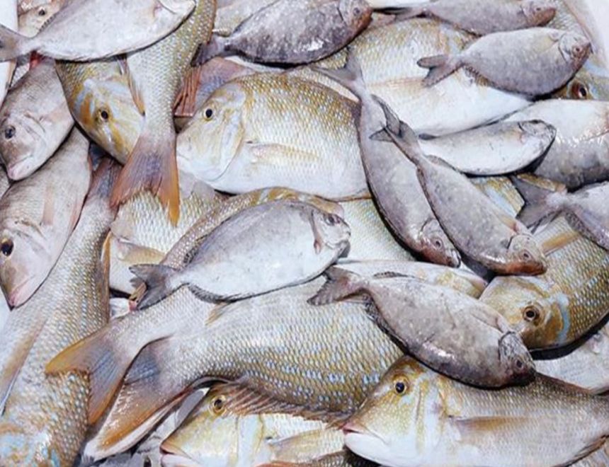 سعر الأسماك في الأسواق المصرية اليوم 