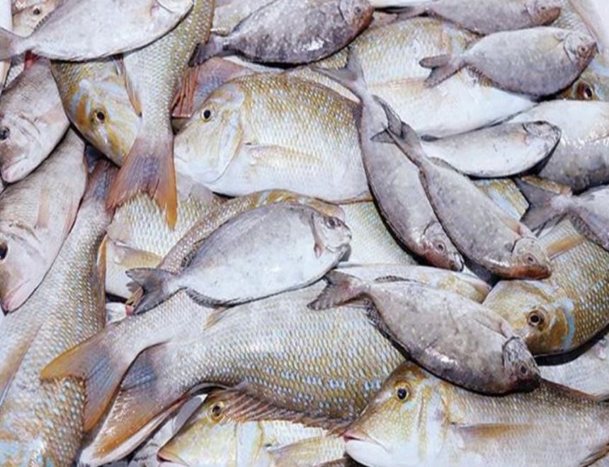 استقرار اسعار السمك و الجمبري بالأسواق 