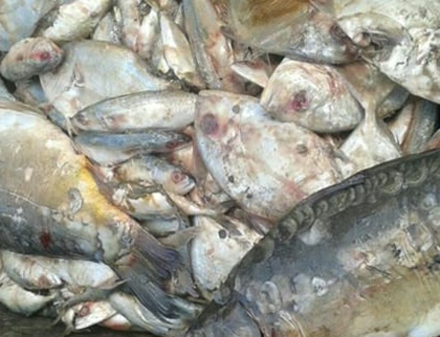 ضبط 13 طن من الأسماك المجمدة الفاسدة بالقليوبية.. اعرف التفاصيل