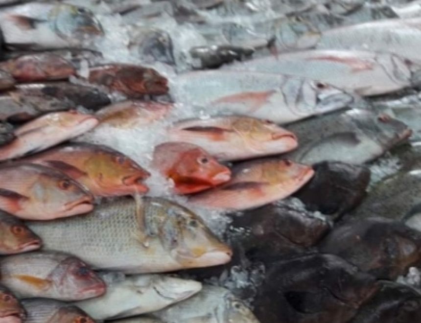 أسعار الأسماك في سوق العبور للجملة 