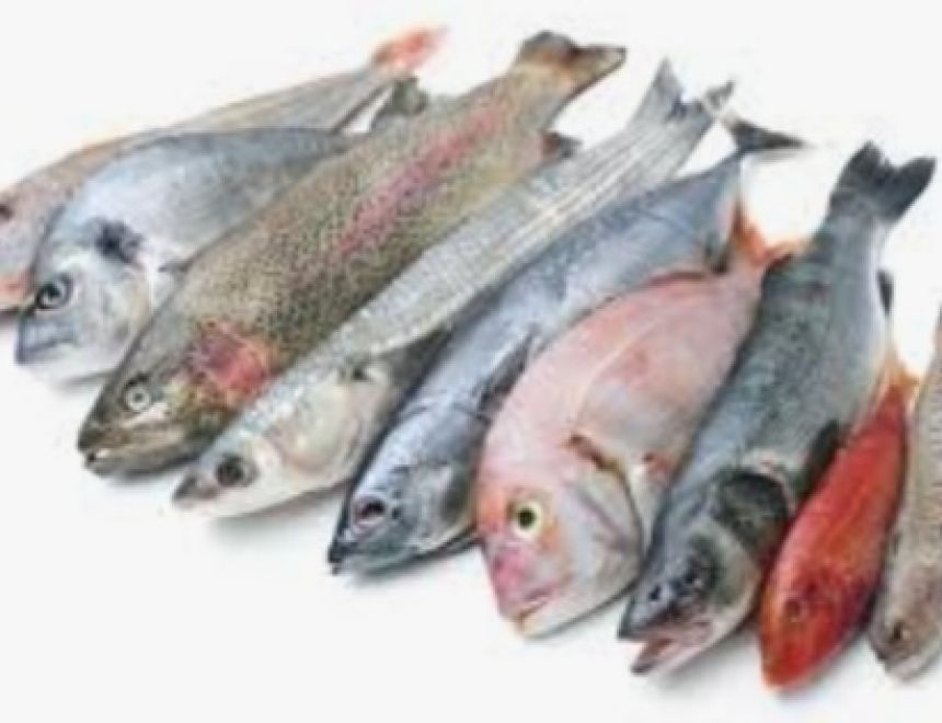 استقرار أسعار الأسماك في السوق المحلي اليوم 