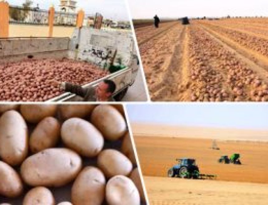الزراعة: تصدير مليون و32 ألف طن بطاطس منذ بداية العام