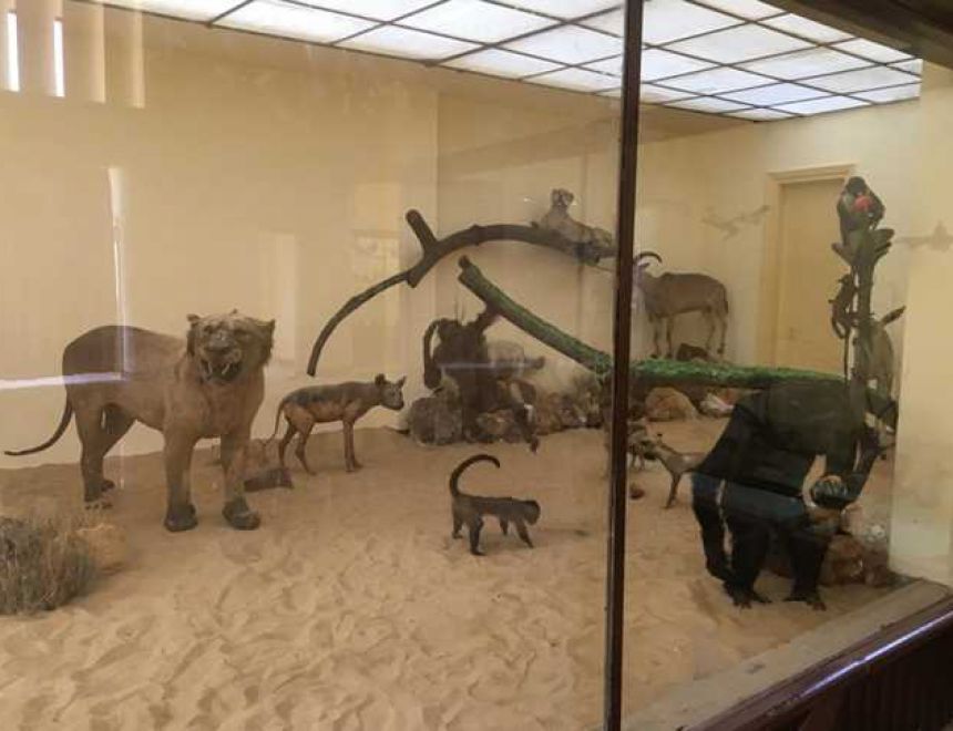 متحف التاريخ الطبيعي بالإسكندرية يعود للحياة بعد غلقه 12 عامًا