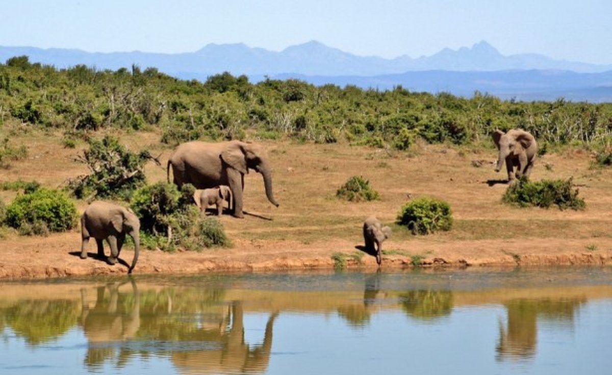 USAID Partners EA Bloc to Fight Poachers