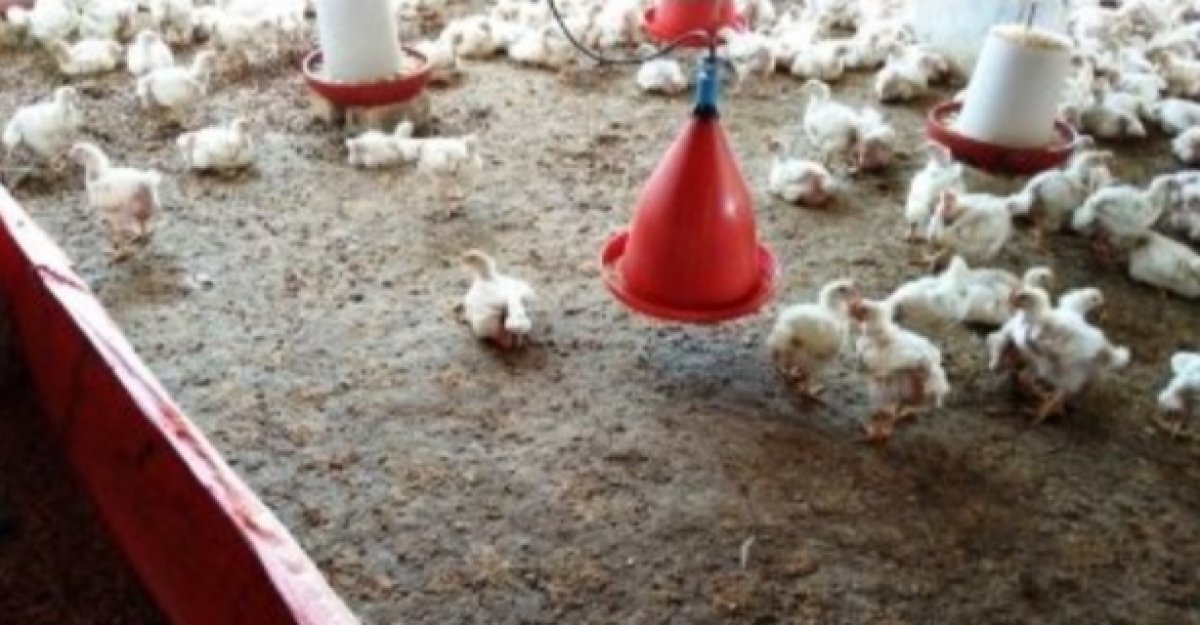 تعرف على أسعار الدواجن والبيض اليوم 