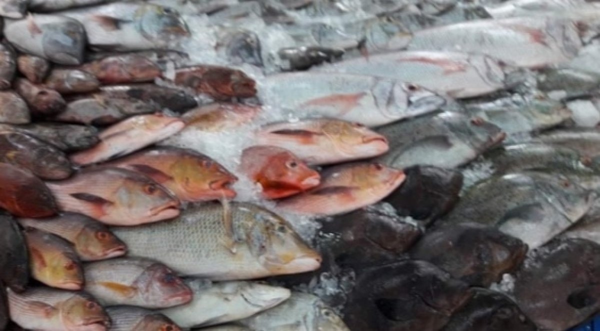 أسعار الأسماك في سوق العبور للجملة 