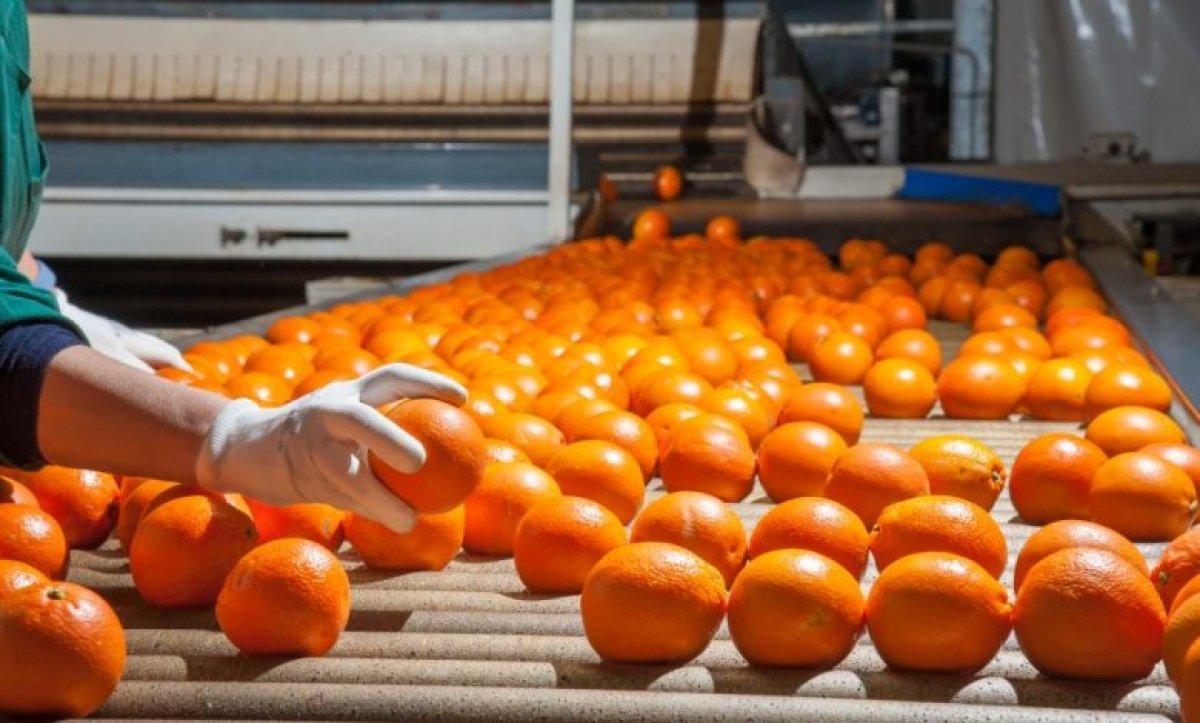 كتب حسن عمار :جهاز مستقبل مصر يُنشئ مدينة صناعية زراعية بإيرادات تصل إلى نحو مليار دولار سنويًا