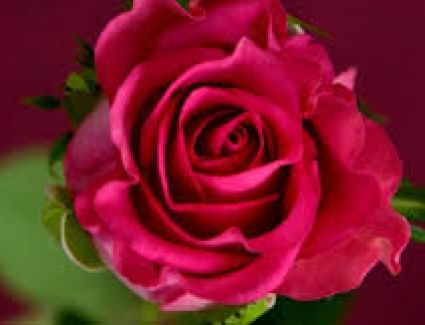 من اغانى وردة الجميلة