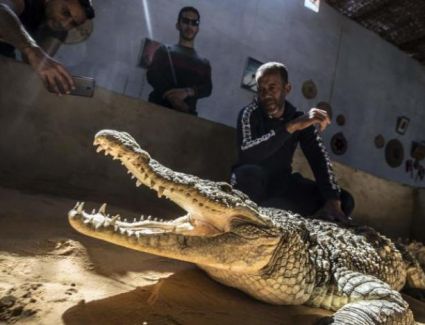 كسر قاعدة البقاء في المنزل قام تمساح بالتهامه