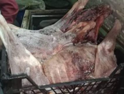 ضربة جديدة وجهتها مديرية الطب البيطري بالقليوبية  