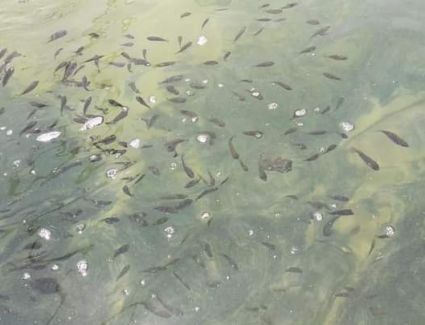 الزراعة تعلن عن إنشاء مزرعة سمكية تضم 10 أحواض فى جنوب سيناء