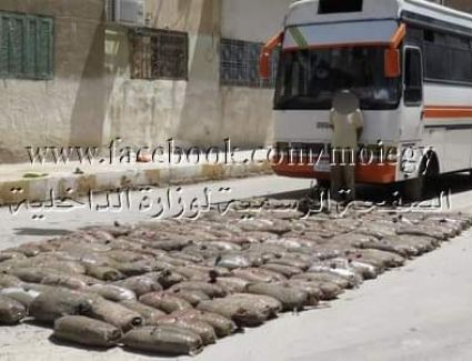 أفسدت محاولة تهريب كمية كبيرة من نبات البانجو المخدر تجاوزت نصف طن بالسويس