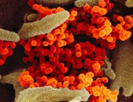 الصحة العالمية : هناك زيادة فى الاصابات بكورونا بالفئات الصغيرة عمريا