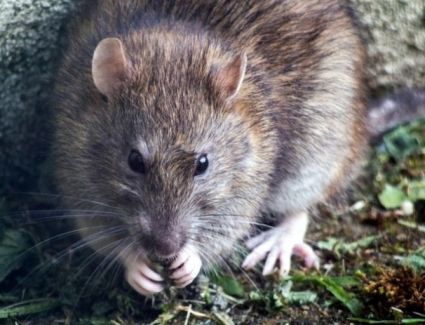 فأر يخرج من المرحاض ويلسع مؤخرة امرأة أثناء زيارتها الحمام