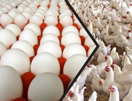 تعرف على أسعار الدواجن وبيض المائدة اليوم