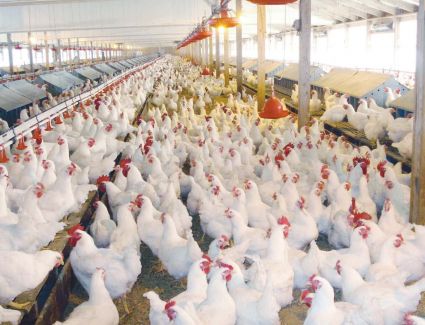 أسعار الدواجن تعود للاستقرار مرة أخرى 