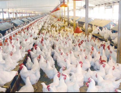 الدواجن تشهد ارتفاعاً في السوق المحلي