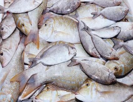 سعر الأسماك في الأسواق المصرية اليوم 