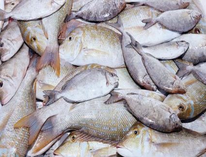 استقرار اسعار السمك و الجمبري بالأسواق 