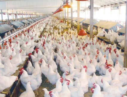 استقرار سعر الدواجن في السوق المحلي 