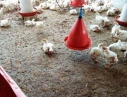 تعرف على أسعار الدواجن والبيض اليوم 