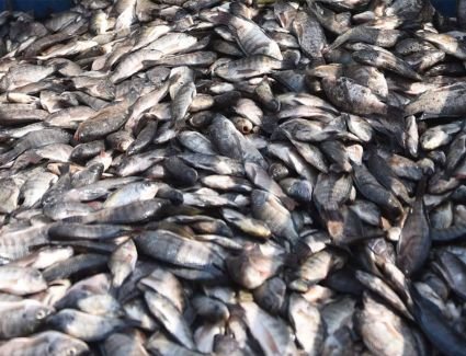 استقرار أسعار الأسماك اليوم 