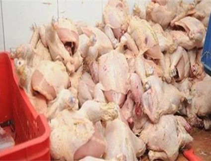 رجال المباحث تنجح في ضبط 750 كيلو من الدواجن الفاسدة بالجيزة.. اعرف التفاصيل