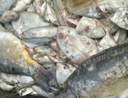 ضبط 13 طن من الأسماك المجمدة الفاسدة بالقليوبية.. اعرف التفاصيل