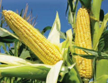 للذرة فوائد مهمة للبشرة