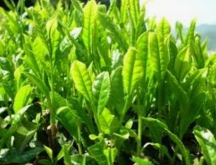 للشاي الأخضر فوائد مهمة للبشرة