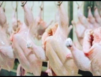 تعرف على أسعار الدواجن 