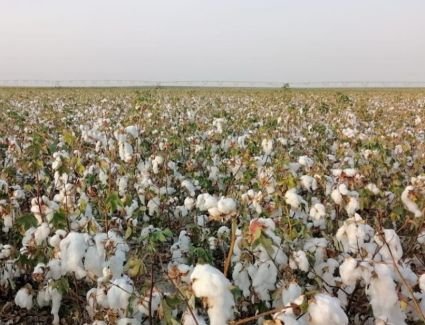 التوسع في زراعة الأقطان قصير التيلة في الصحراء يوفر واردات مصر