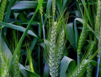 الهند تعلن استعدادها لبدء تصدير القمح إلى مصر