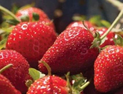 «الفراولة».. موسم الأيدى الناعمة فى البحيرة